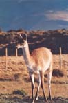 Chile - parque nacional torres del paine - guanaco 